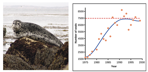 Seal Population